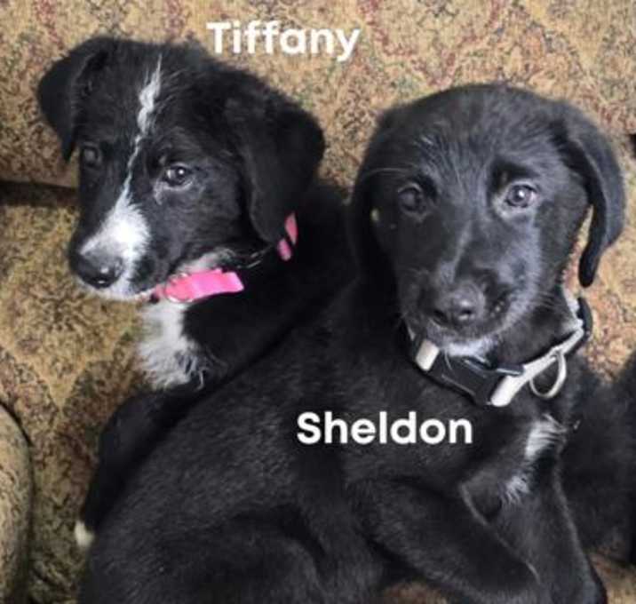 Photo of Tiffany