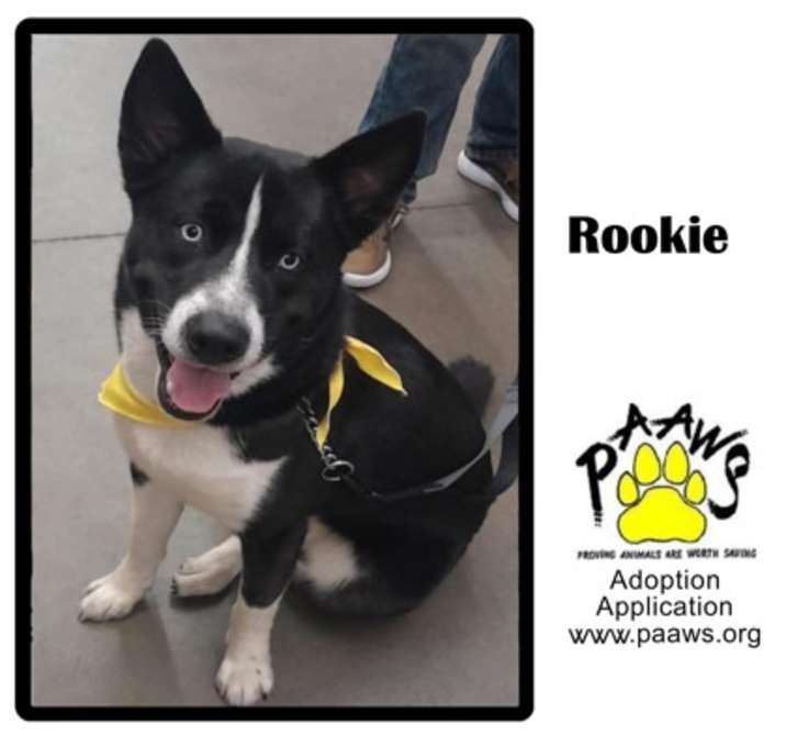 Photo of Rookie