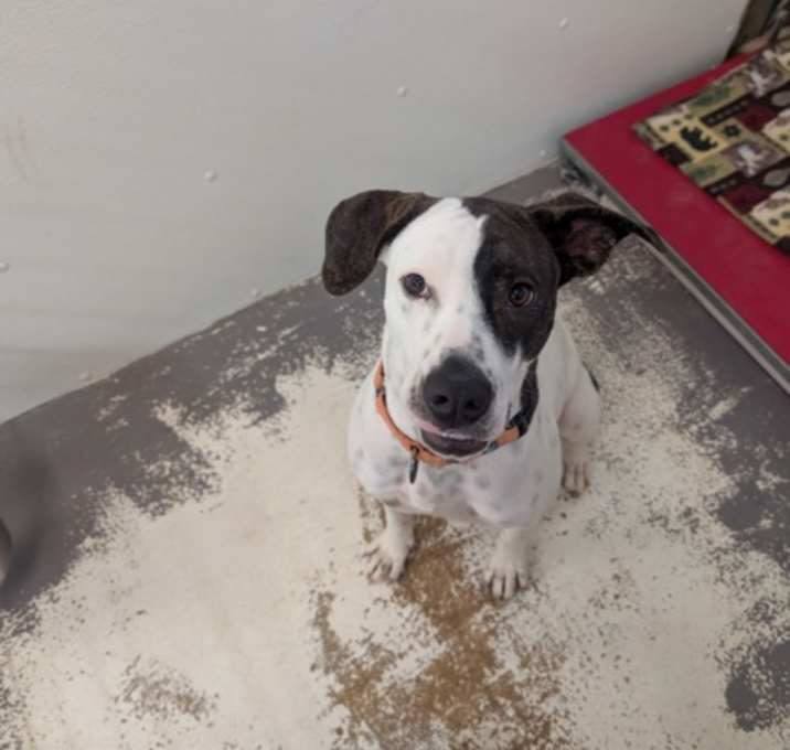 Photo of Bumble