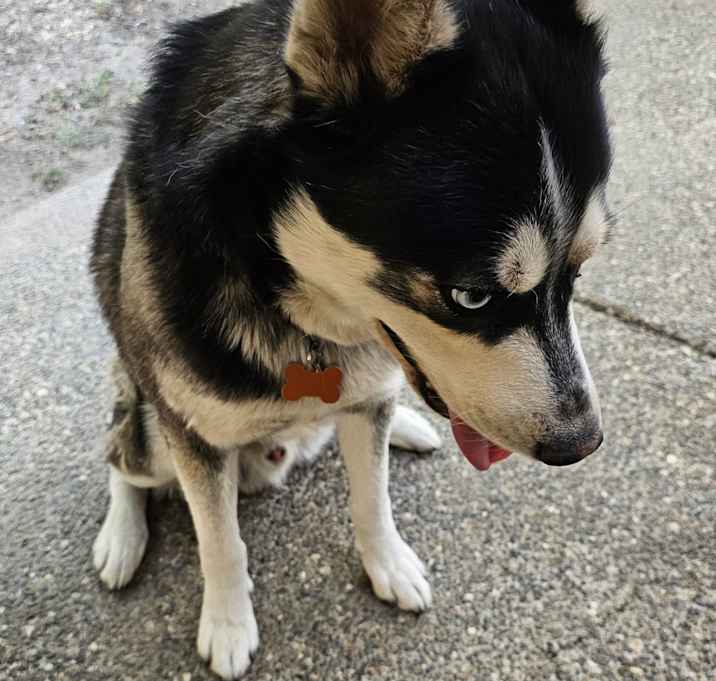 Photo of Lobito