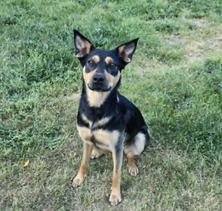 Photo of Olive