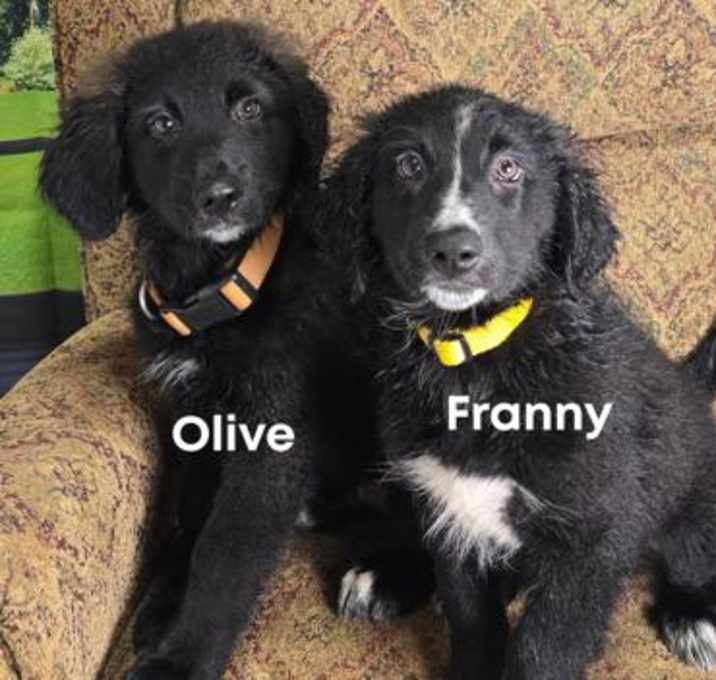 Photo of Oliver
