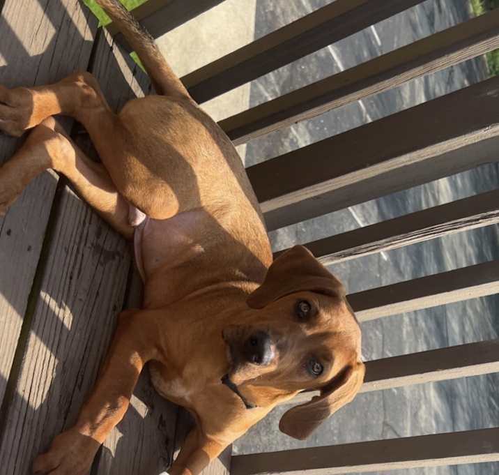 Photo of Duke
