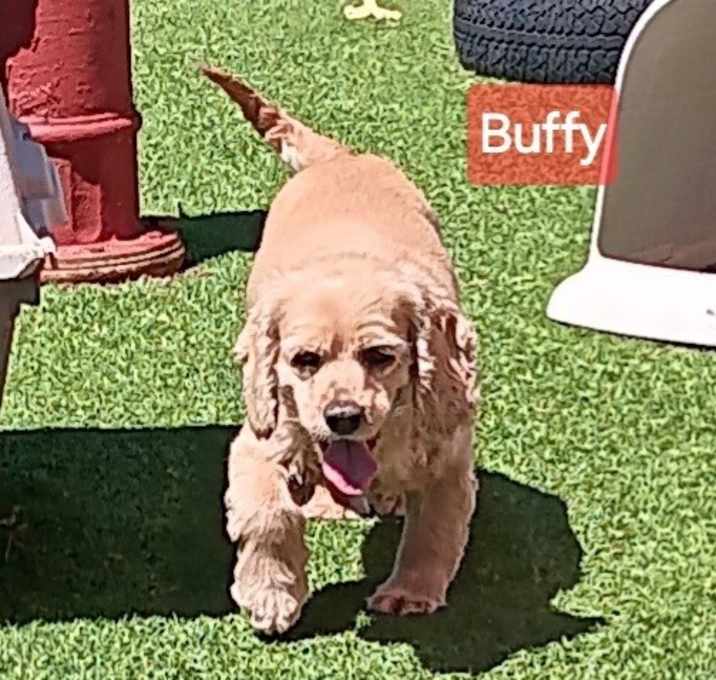 Photo of Buffy
