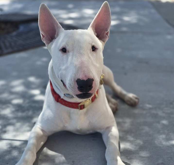 Photo of Bently