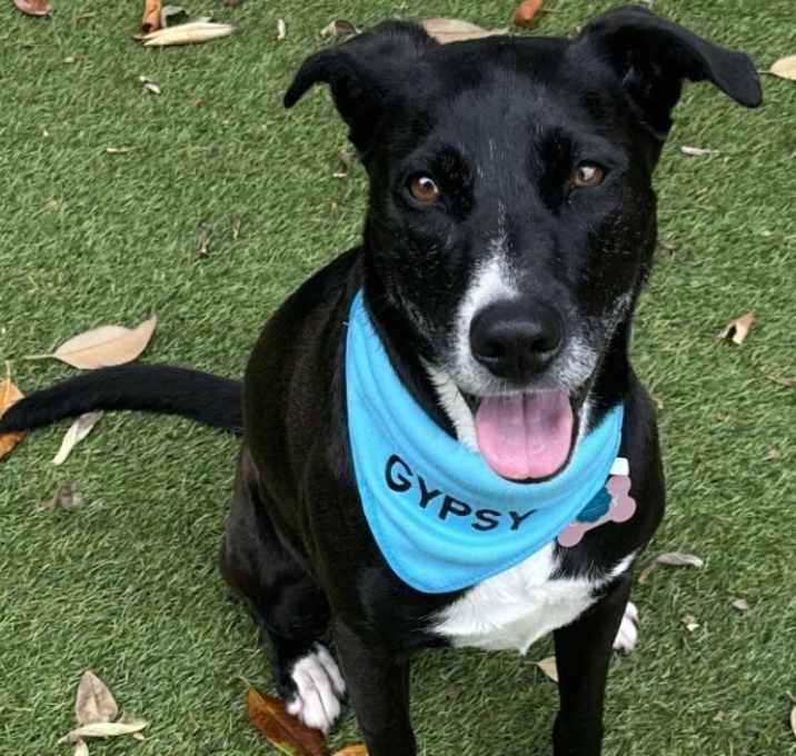 Photo of Gypsy