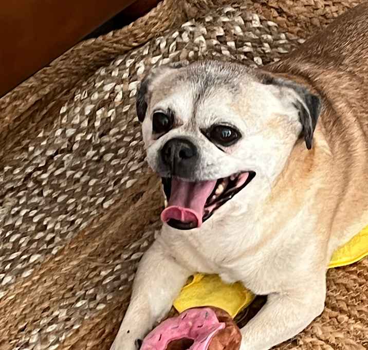 Photo of Dozer