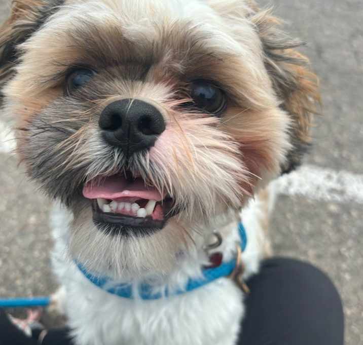 Photo of Patches