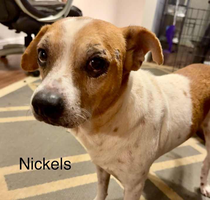 Photo of Nickels fka George