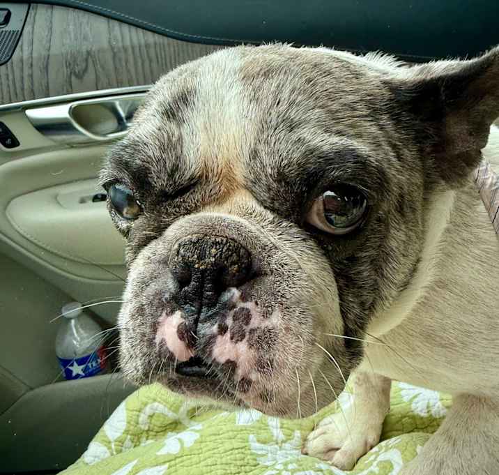 Photo of Chickie Renee