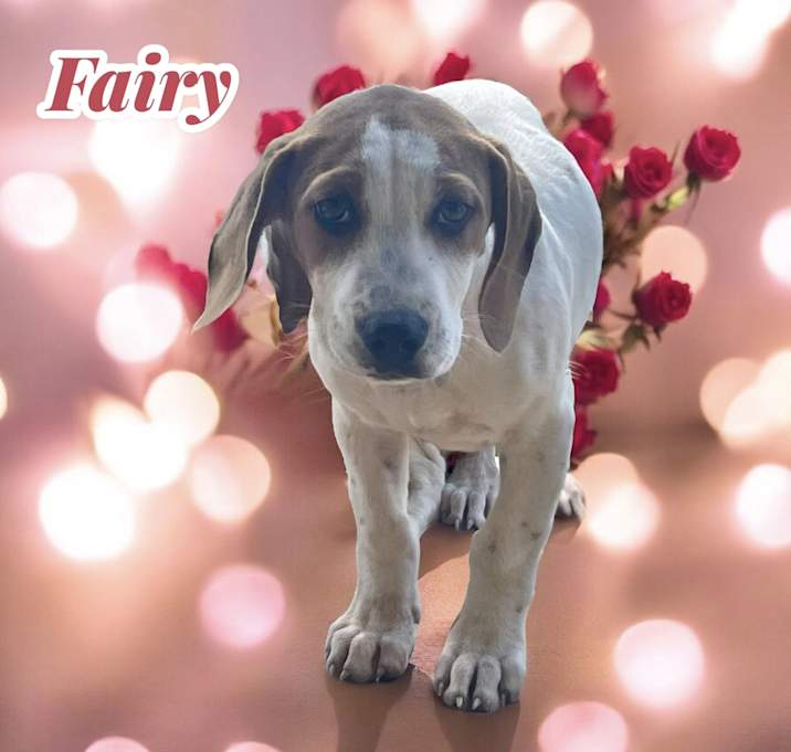 Photo of Fairy