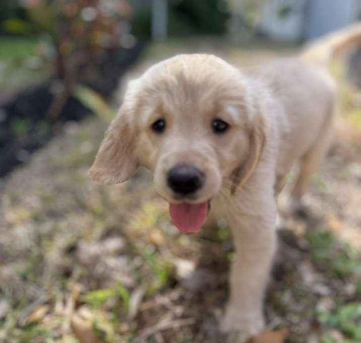 Photo of Island Golden