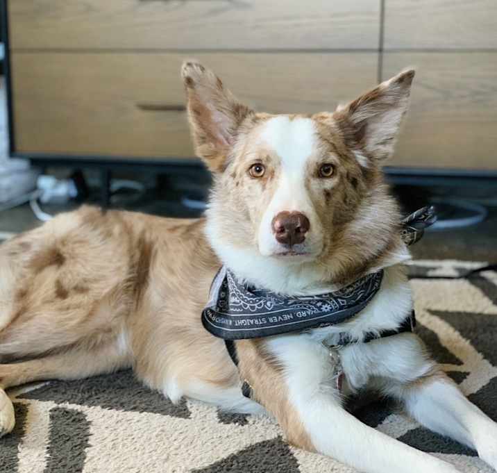 Photo of Atlas