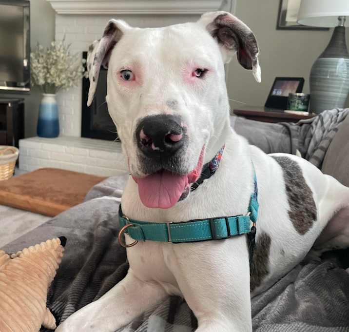 Photo of Loki