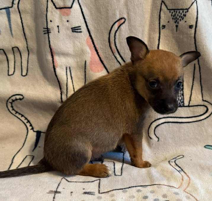 Photo of Astro