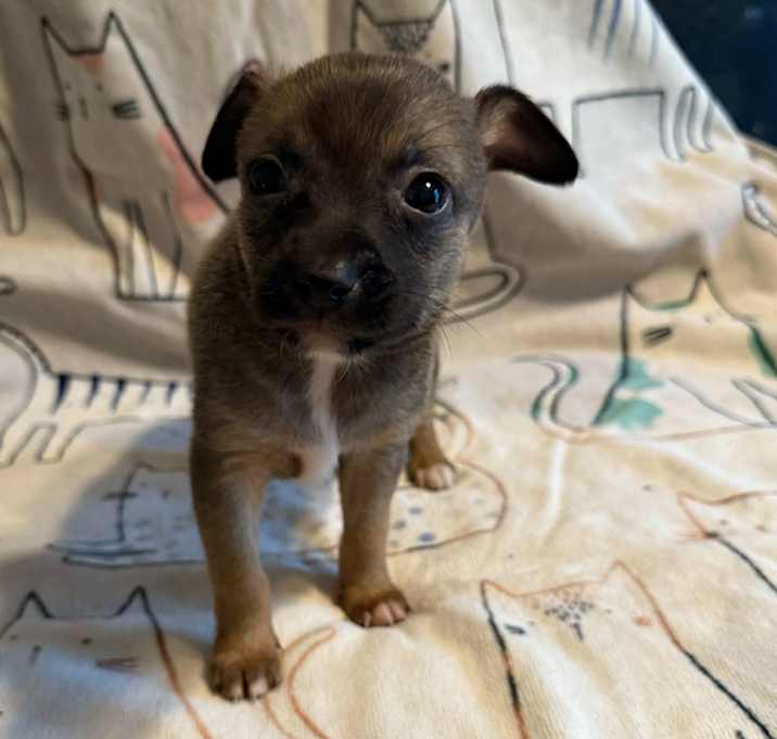 Photo of Elroy