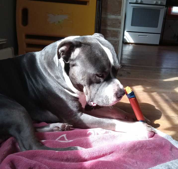 Photo of Gideon (Bubba,Bubbalue)