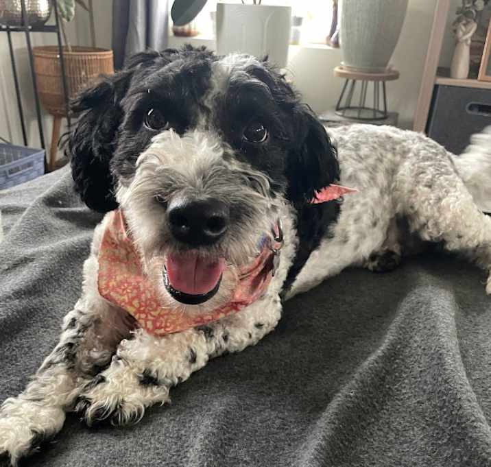 Photo of MILLIE