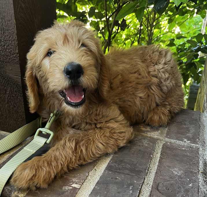 Photo of Bodhi