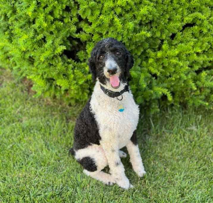 Photo of LOUIE