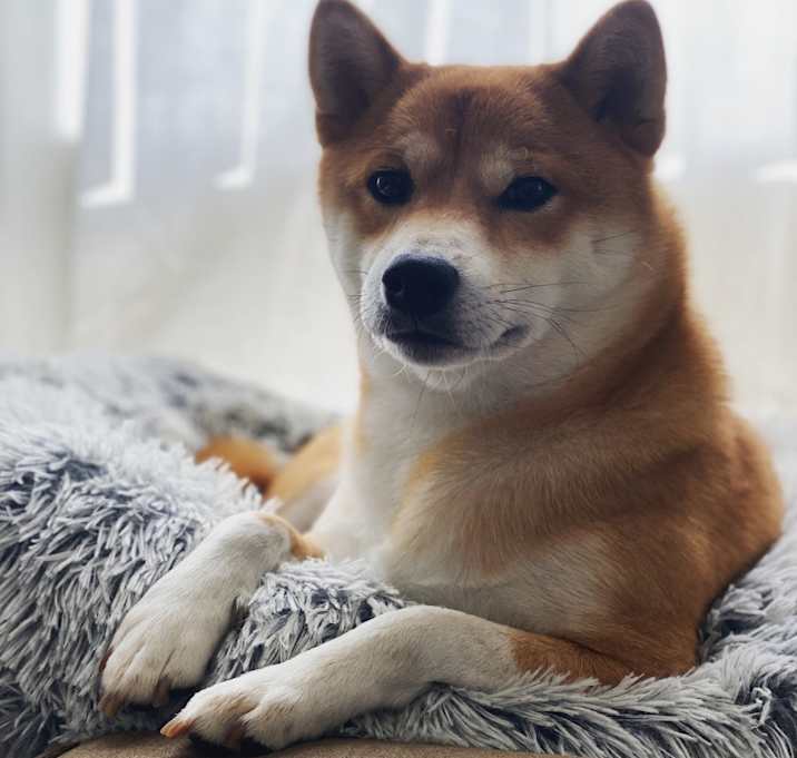 Photo of Sanji