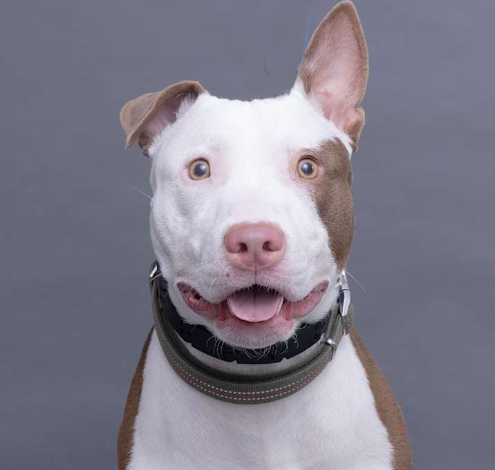 Photo of Chopper