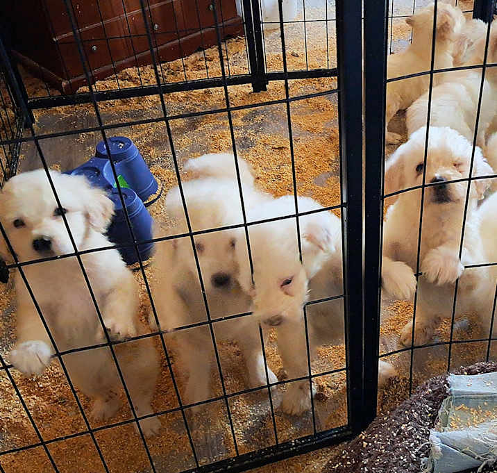 Photo of The Powder Puff litter