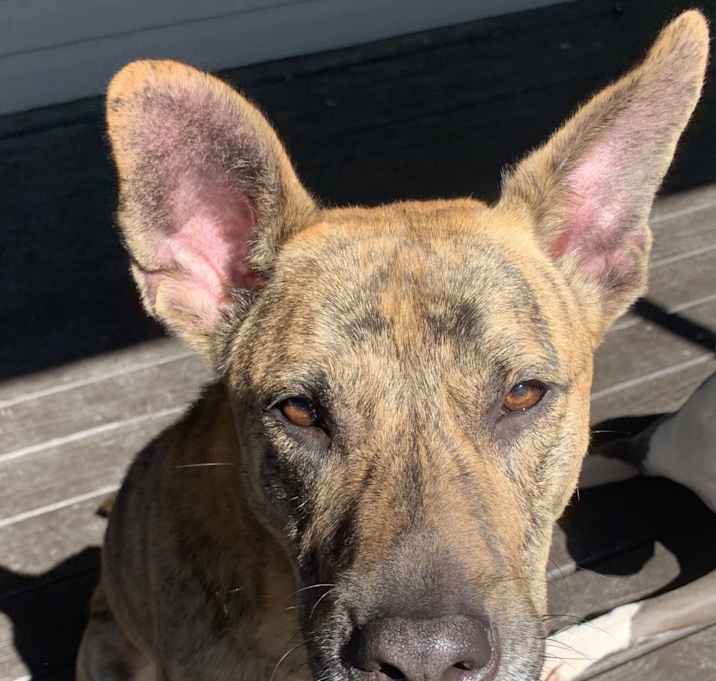 Photo of Milo