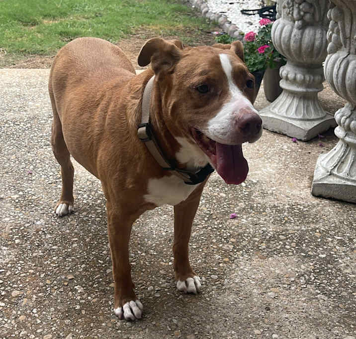 Photo of Dexter