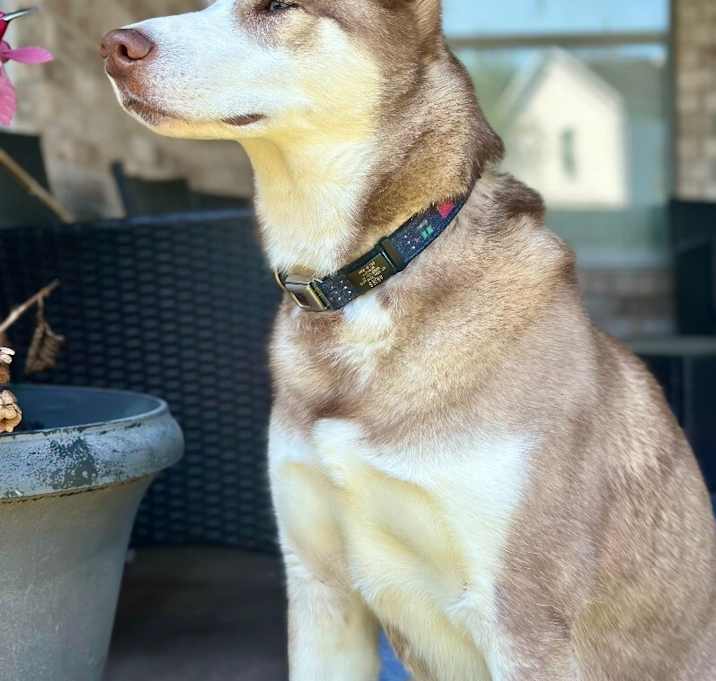 Photo of Aries the mighty chill boy!