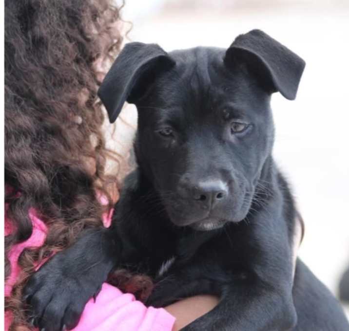 Photo of Chloe lab pup 1