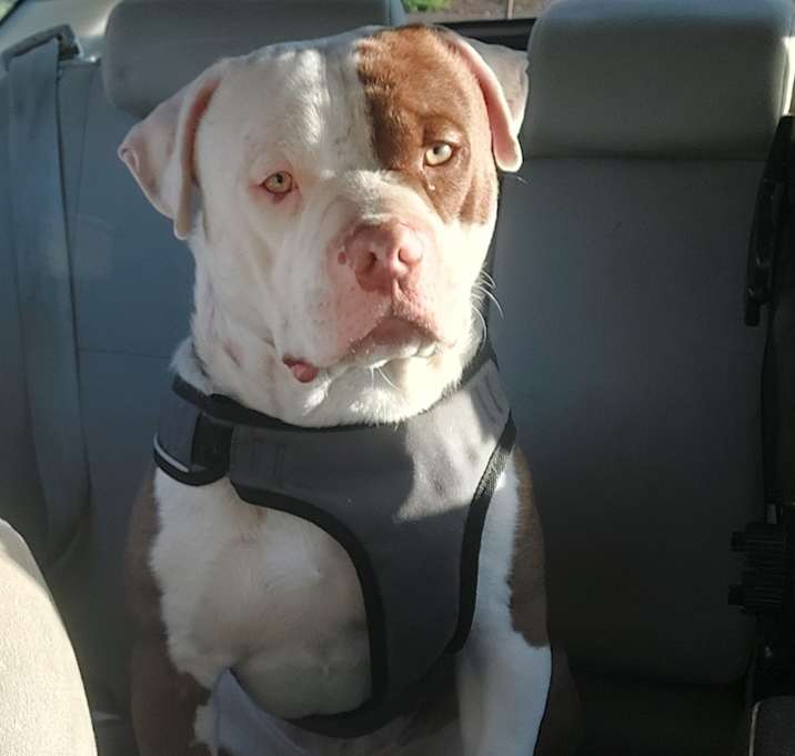 Photo of Milo