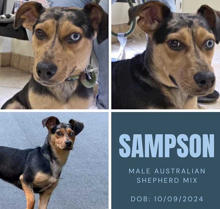Photo of Sampson