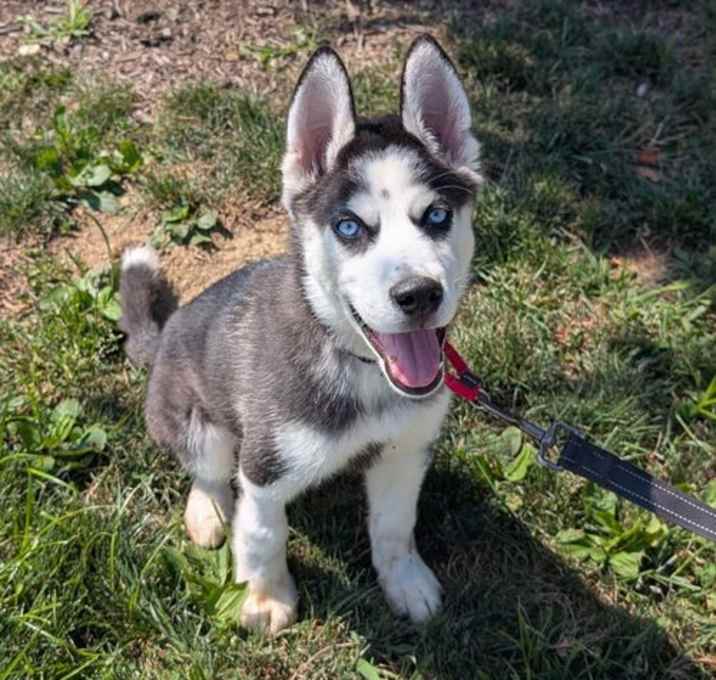 Photo of Balto