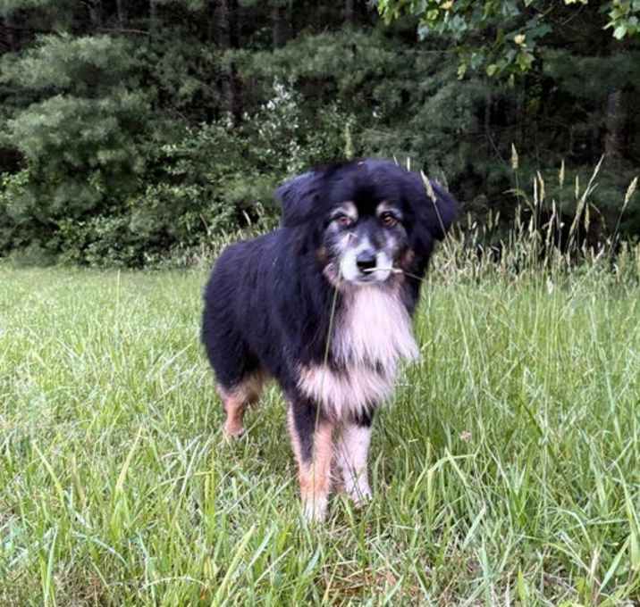 Photo of Buddy (7yo, 31lbs)
