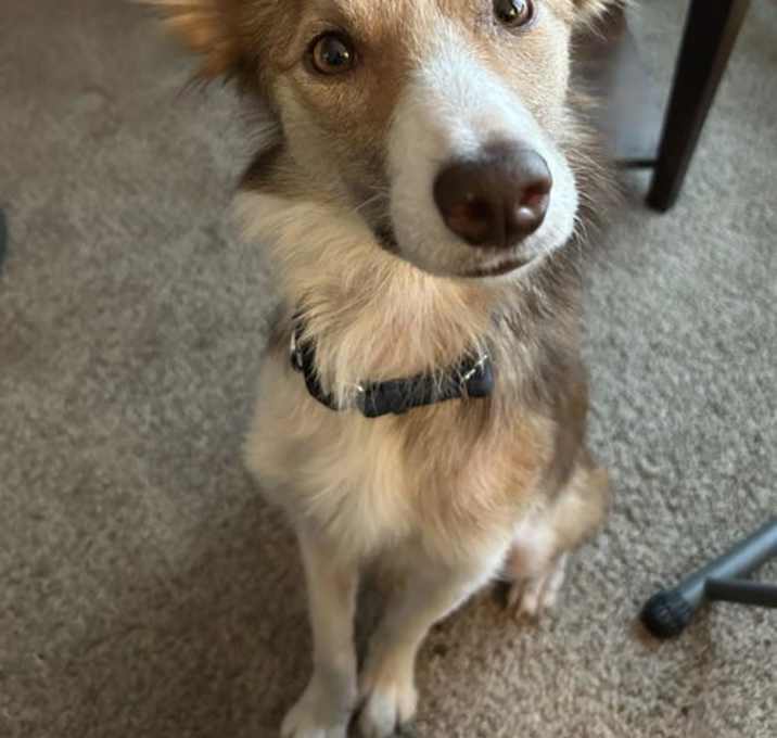 Photo of Tango