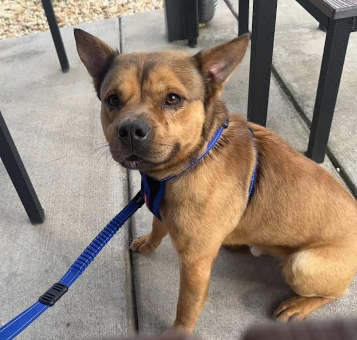 Photo of Koda