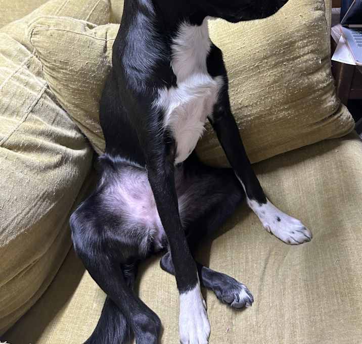 Photo of Ruby