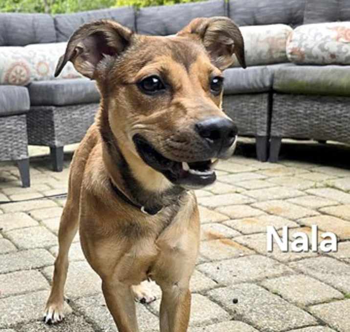 Photo of Nala
