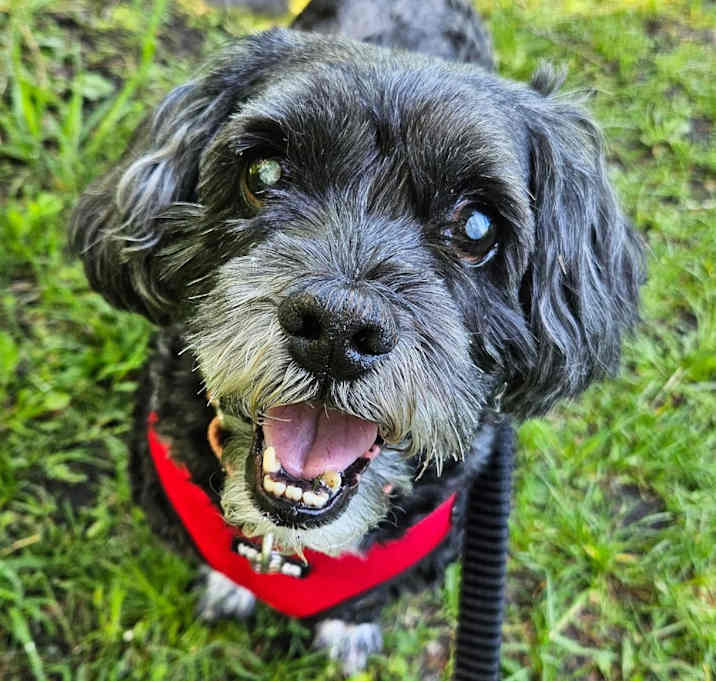 Photo of Charlie