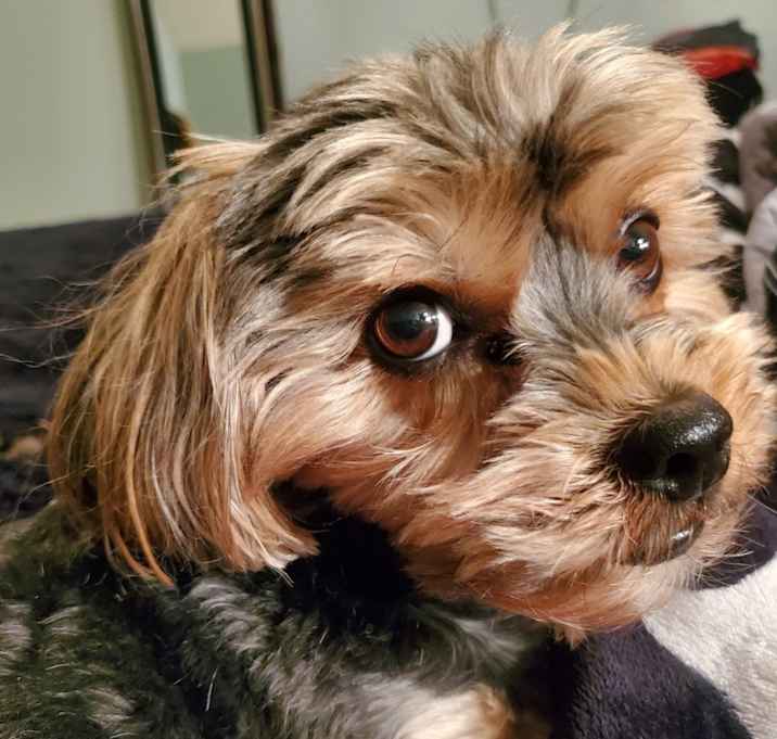 Photo of Bruno