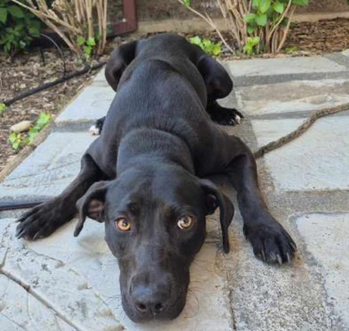 Photo of *PIPER