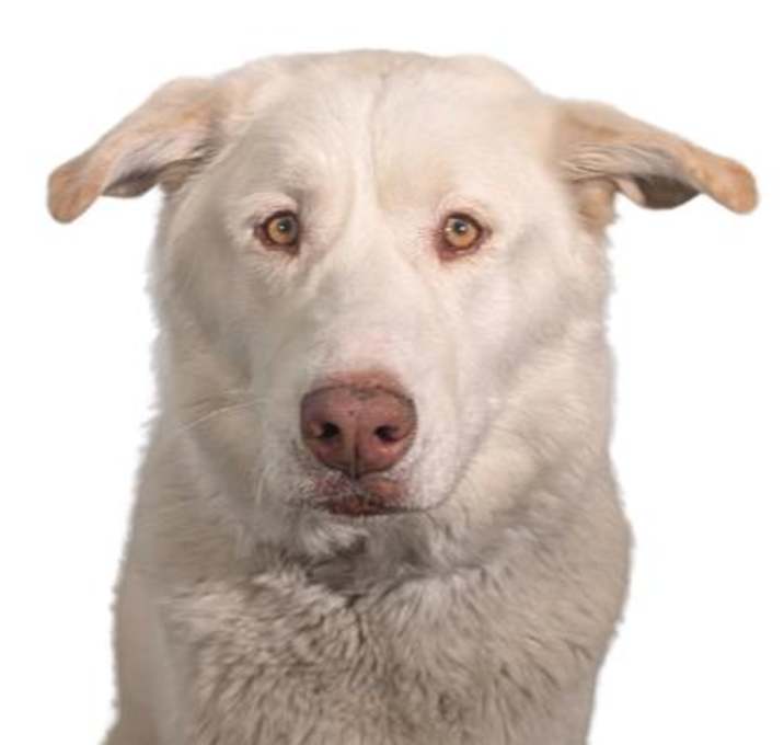 Photo of Nova