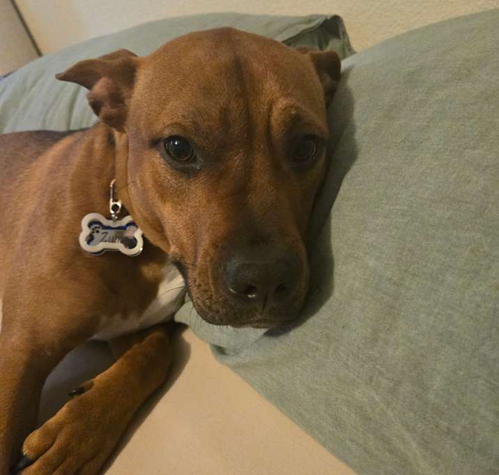 Photo of Zuma
