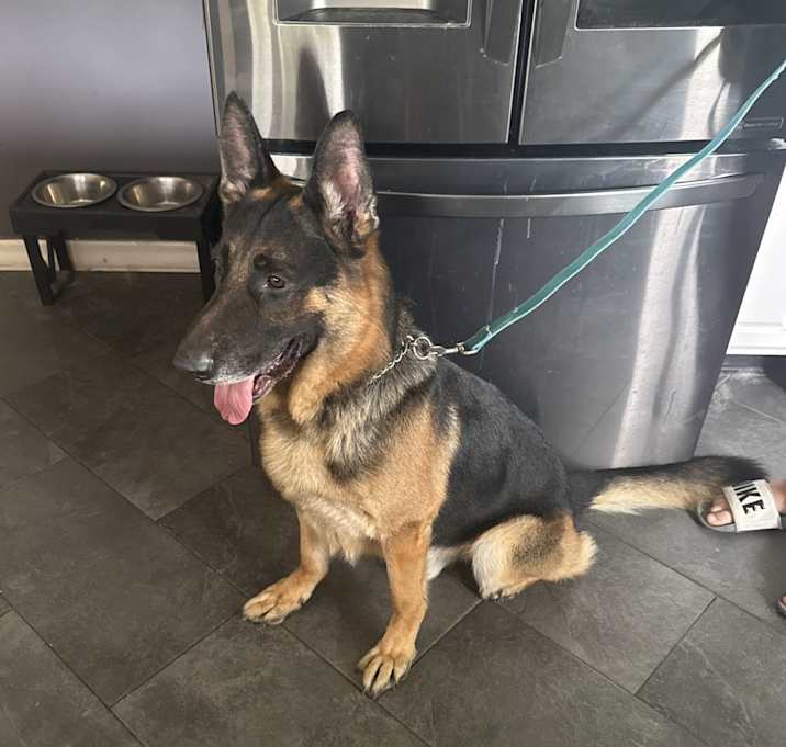 Photo of Bruno