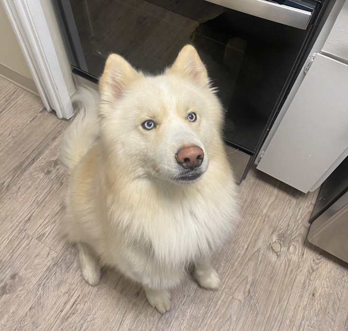 Photo of Blade