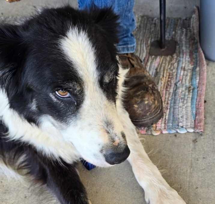Photo of Buddy