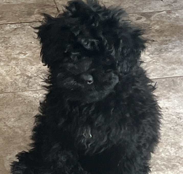 Photo of Litter no names