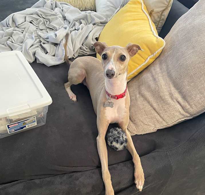 Photo of Romeo