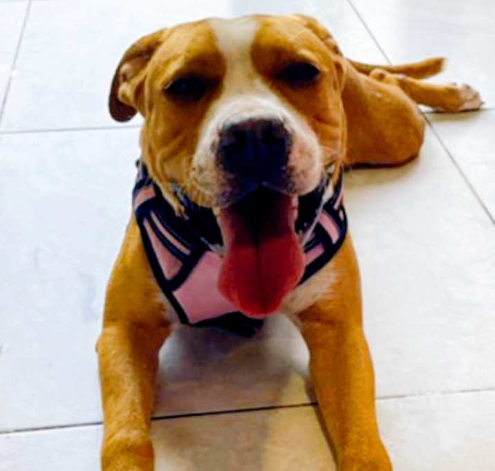 Photo of Caramel
